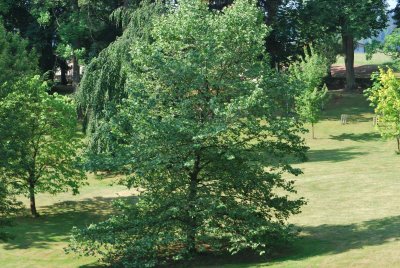 Platanus x hispanica - platan javorolistý - letní habitus (74)